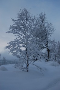 Det ble vinter på Bjørkhaug